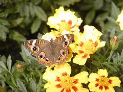 butterflies1 (33)